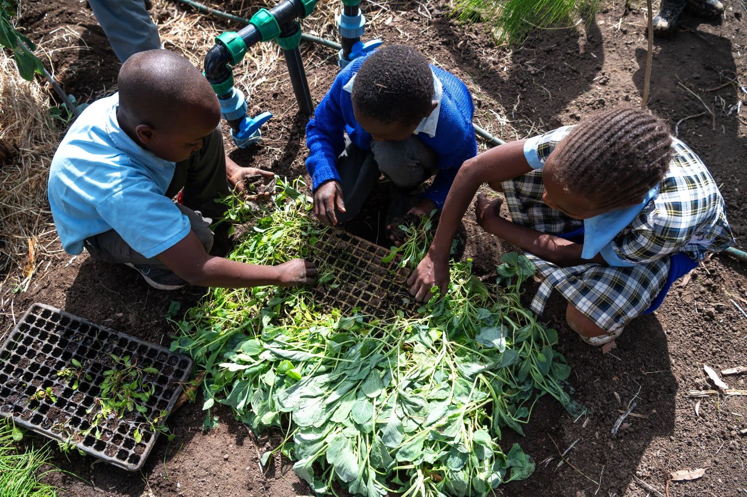 Miti Alliance Kitchen garden