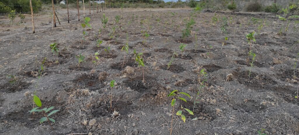 Michael Waiyaki - Founder and CEO of Miti Alliance