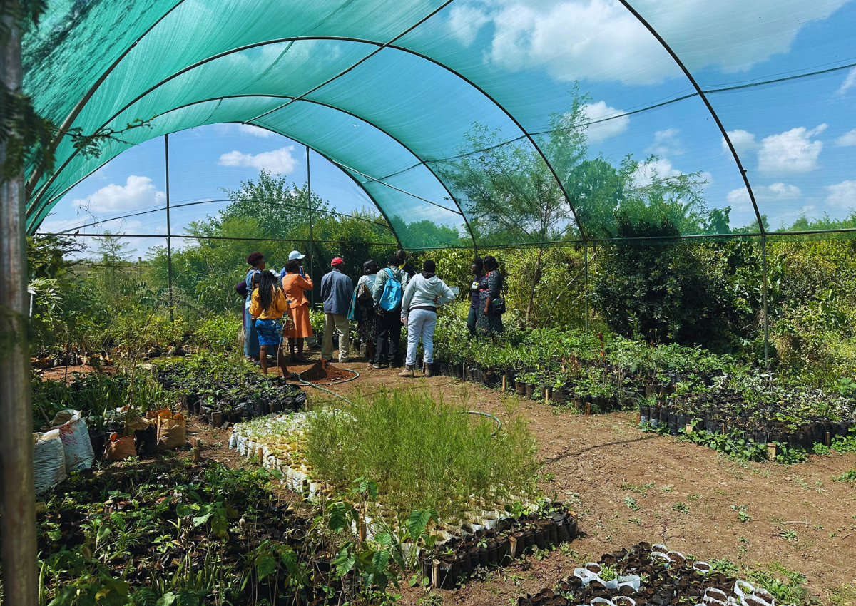 Miti Alliance Tree Museums