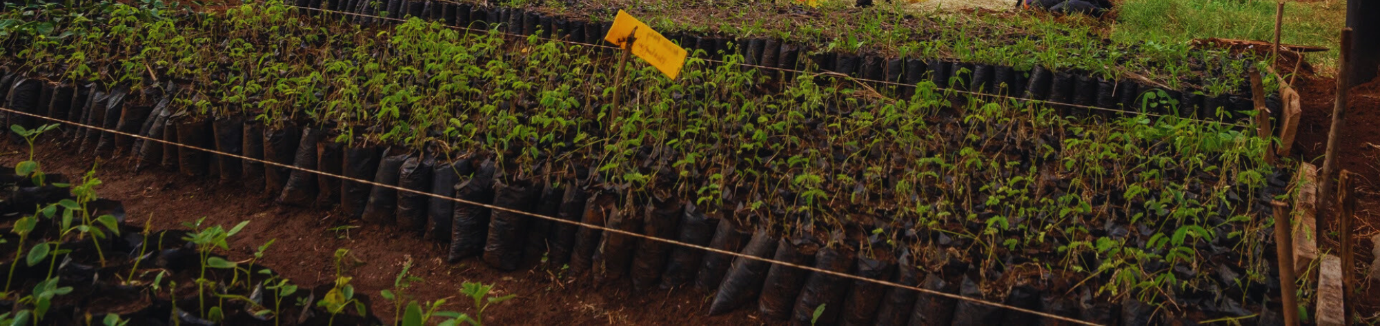 Miti-Alliance_Volunteer-Program